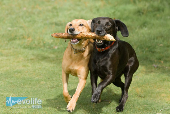 成年狗有42颗牙齿，每平方厘米250N的咬合力，如果再配合撕扯，对于人来说基本是致命的。