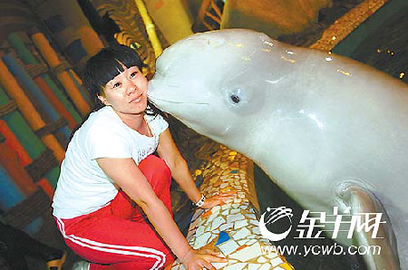 上图:钱红与白鲸鱼