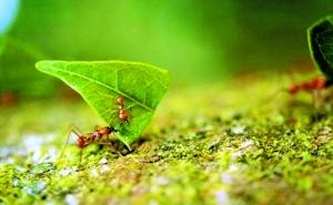 正在搬运叶片的切叶蚁，“亚马孙蚁”的行为方式与之很相似。