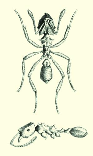 “亚马孙蚁”的素描图，其身体细节一览无余。