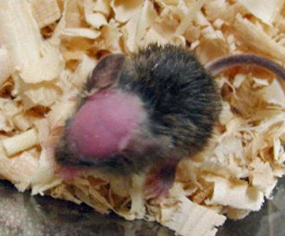 这是日本遗传学研究所5月26日发布照片，显示老鼠出生16天的情况。