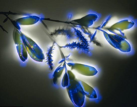图片展示普通植物生命不同寻常的一面