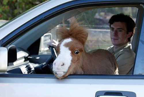 侏儒马在汽车中