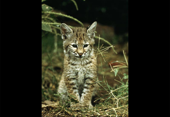 山猫幼仔 山猫幼仔