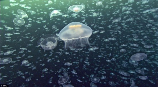 水母