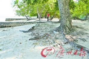 由于海水侵蚀，海边大树树根裸露，椰树倾侧