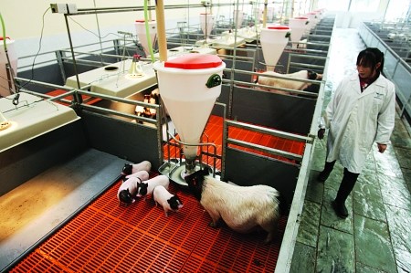 大渡口区建桥工业园区的“豪华”猪圈 记者 邹飞 摄