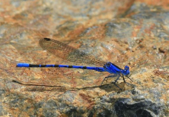 蜻蛉颜色丰富多彩，但蓝色似乎最为常见