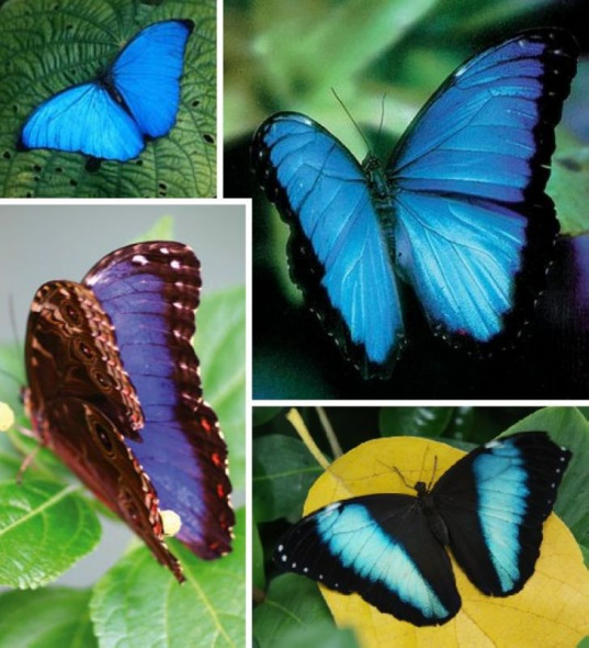大闪蝶可在中南美洲看到，虽然并非所有大闪蝶都是蓝色