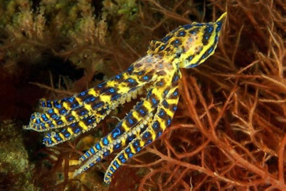 蓝环章鱼的毒液是一种有力的神经毒素