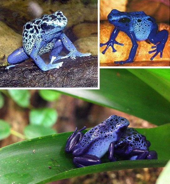 蓝箭毒蛙也叫蓝色毒镖蛙