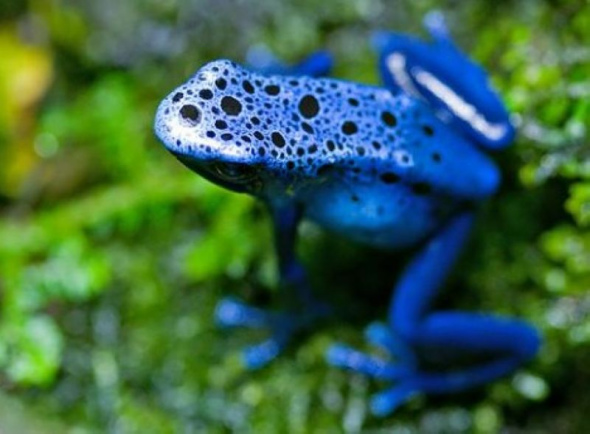 蓝箭毒蛙的毒液是通过吃小昆虫经常是有毒昆虫而获得的