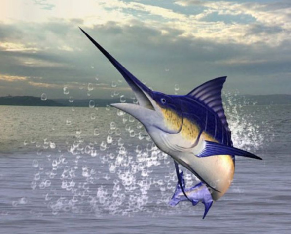蓝枪鱼是一种最大的鱼类，外观非常出众