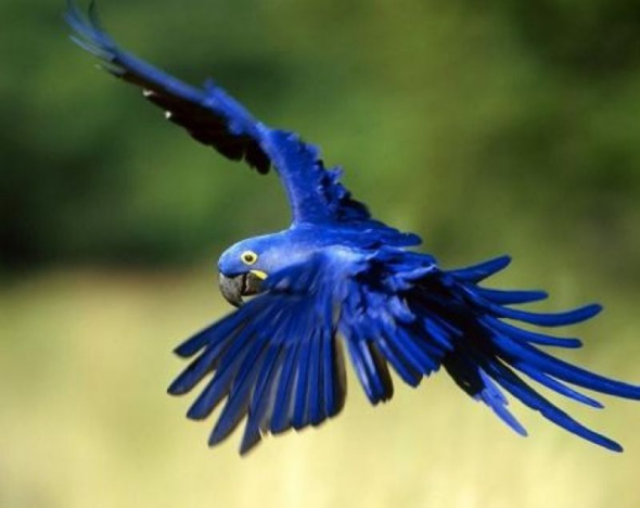 这种美丽的动物是世界上体型最大的会飞的鹦鹉