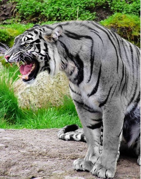 蓝虎有时又被称作马其他虎，这是根据在马其他发现的一种银灰色大猫命名的