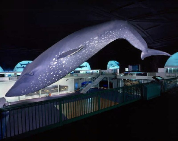 蓝鲸是迄今为止一直生活在地球上的最大动物