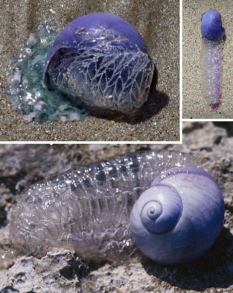 十种奇特紫色动物 紫色海蜗牛雌雄同体 组图 手机新浪网