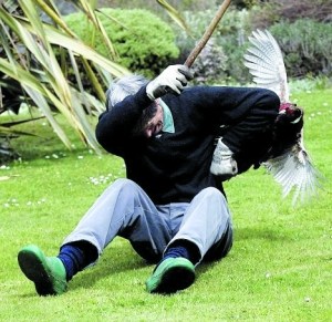 扑倒在地 孔雀的攻击来得突然，虽然塔克有所准备，仍然被打得狼狈不堪。