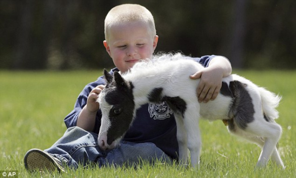 在提兹微型马场，一名小游客正在爱抚这匹三天大的小马驹。“爱因斯坦”成为了世界上最小的马驹。