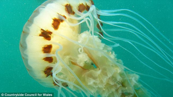 这是一只罗盘水母。它的茶碟形状的肚子，直径可达8英寸（20.32厘米），24根触手可达24英寸（60.96厘米）长。科学家在温暖和热带海洋里发现它们。