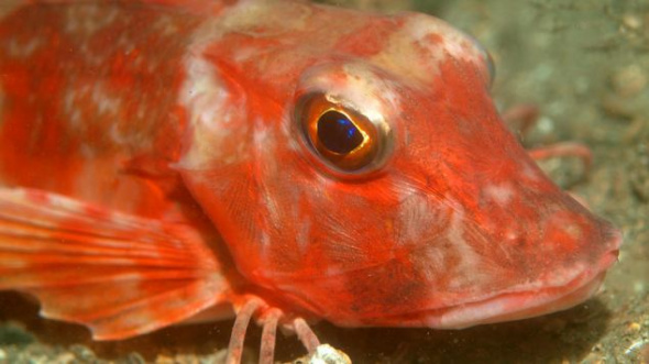 这种红色鲂鱼体长可长到16英寸（40.64厘米），它们生活在大西洋东北海域。它们是生活在水底的鱼类中，一种非常与众不同的动物，拥有大大的脑袋和眼睛。