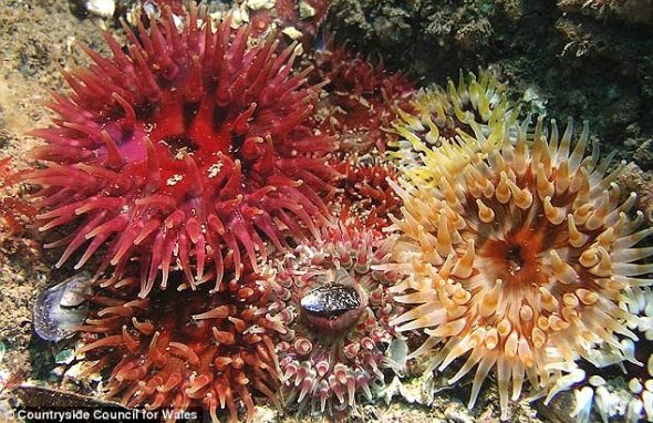 大丽花海葵（Dahlia anenomes）是普通海葵中体型最大的一种，在不列颠岛周围可以看到它们的身影。