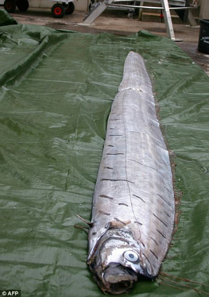 这条3.4米的“大鲱鱼王”被冲到瑞典西海岸。 