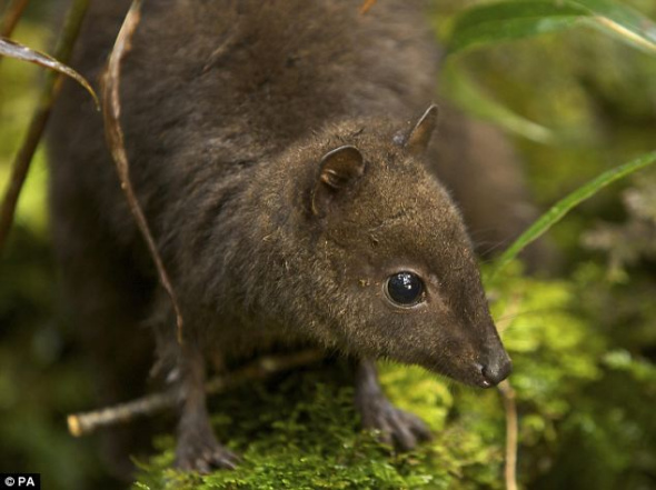 史密森学会的生物学家克里斯托弗·赫尔根发现的这种沙袋鼠，是目前已知的世界上最小的袋鼠家族成员。