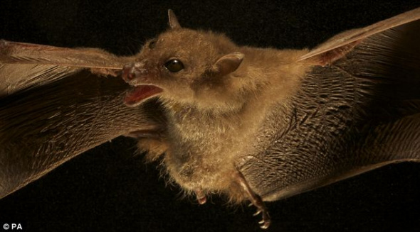 在印尼福贾山发现的野生生物，包括吃花蜜的蝙蝠等几种新哺乳动物。