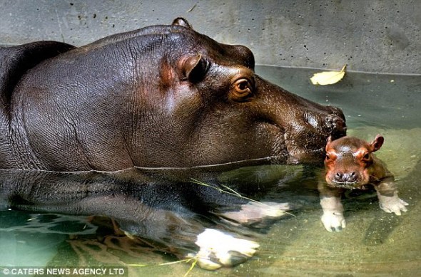 埃玛尼很保护它的儿子，为了防止小河马受伤，它和儿子与动物园的其他河马分隔开来。