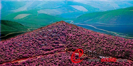  九江三春杜鹃来，一声催得万花开。5月初，在黑龙江省双鸭山四方台区的大架山，兴安杜鹃用绚丽的色彩浸染着连绵起伏的山坡，使这里成为一片片淡紫色的梦幻海洋。兴安杜鹃，别名达子香、映山红。每年5月，在黑龙江的大、小兴安岭、完达山、张广才岭的山脊、山坡上都可以见到美丽的兴安杜鹃。摄影／庄艳平