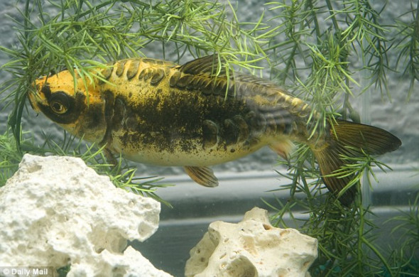 从侧面看，这条鲤鱼的面部看起来更像鱼。