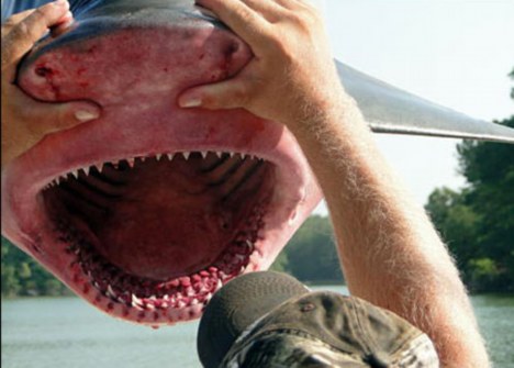 美渔民捕到2.4米长牛鲨:堪称最危险鲨鱼(图)