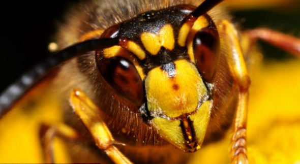 在诺丁汉阿滕伯勒自然保护区拍到的一只黄蜂。