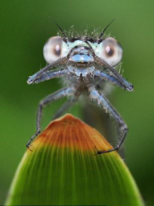 蓝尾豆娘正用宝石一般的大眼睛盯着照相机看