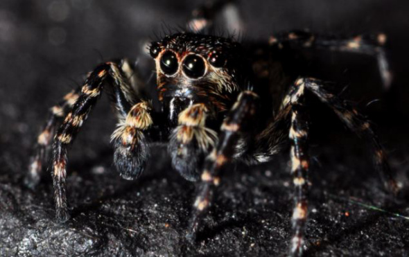 这是在诺丁汉拍到的一只跳蛛的大眼睛