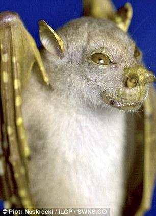 这种果蝠看起来很像《星球大战》里的绝地大师尤达