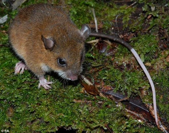 这种老鼠的长尾巴的尾尖呈白色，它是科学家在偏远的雨林地区发现的数百种新物种之一
