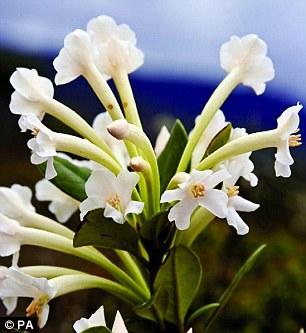 这是科学家在柬埔寨波哥山发现的一种新杜鹃花