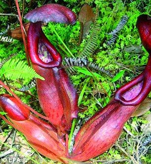 一种令人难以置信的猪笼草