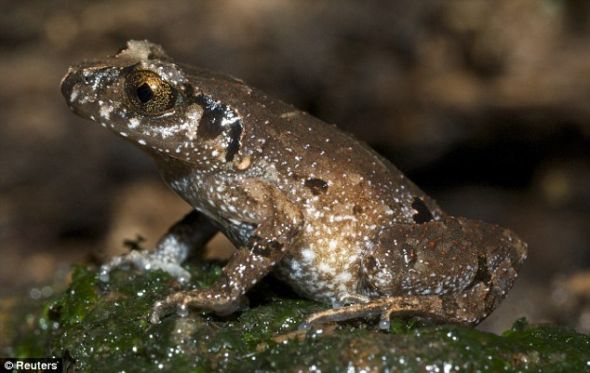 在越南广南省发现的一种叫声很像蟋蟀的青蛙