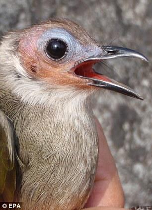 光脸夜莺（左）生活在老挝中部稀疏的落叶林里