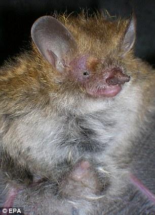 艾乐丽管鼻蝙蝠是在越南北部发现的