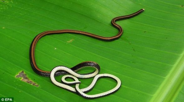 这是在越南南部发现的一种非常罕见的掘地蛇