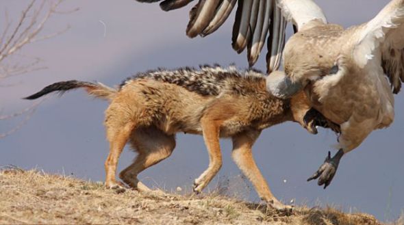 面对强大的对手，饥肠辘辘的豺没有丝毫退缩，奋力发起还击，迫使秃鹫悻悻地飞走了