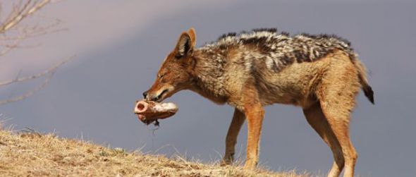 赶走了秃鹫，豺独自享受着美食