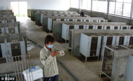 在柬埔寨，这些猴子在运输前被关进笼子。