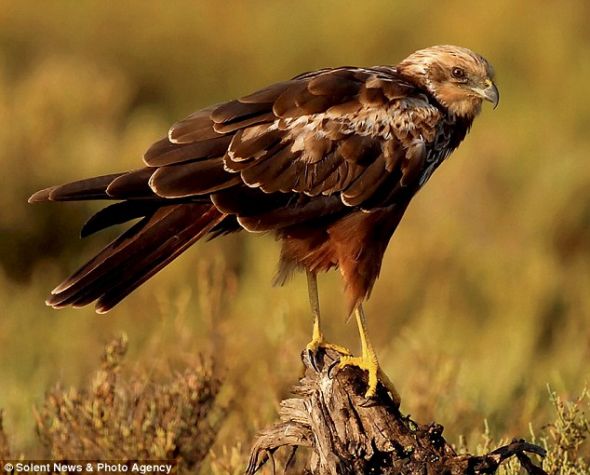 白腹鹞原本希望捉只椋鸟当美餐，不想反成了后者的猎物。