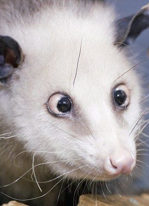 这是14日拍摄的负鼠海蒂的照片，它看起来跟《料理鼠王》里的大英雄雷米简直一摸一样。《料理鼠王》里的大英雄雷米。