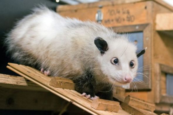 海蒂正在探索新环境，它看起来似乎有点吃惊。